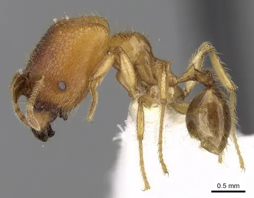 Pheidole upeneci specimen