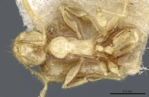 Pheidole upeneci - CASENT0904261