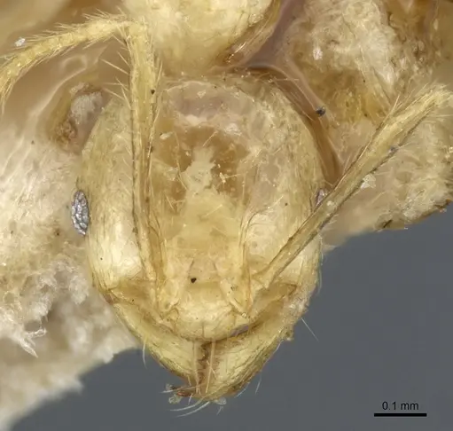 Pheidole upeneci - CASENT0904261