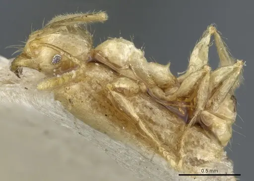 Pheidole upeneci - CASENT0904261