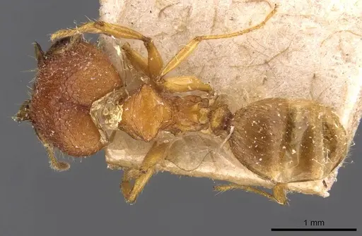 Pheidole upeneci - CASENT0907773