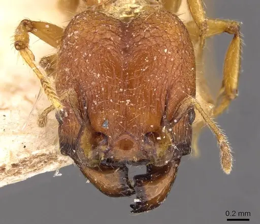 Pheidole upeneci - CASENT0907773