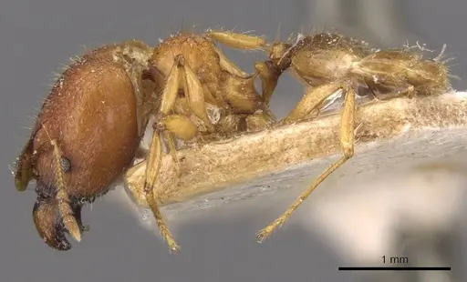 Pheidole upeneci - CASENT0907773