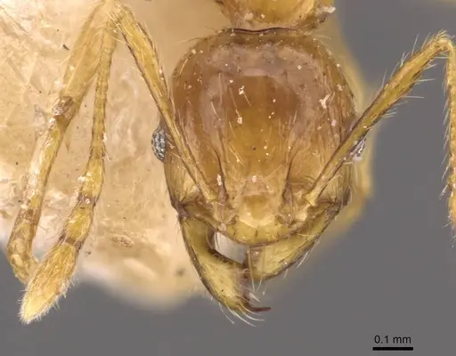 Pheidole upeneci - CASENT0907774