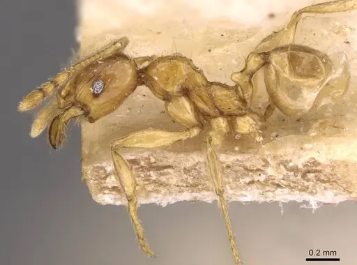 Pheidole upeneci - CASENT0907774