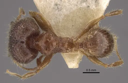 Pheidole upeneci - CASENT0917794