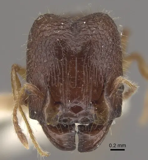 Pheidole upeneci - CASENT0917794