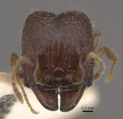 Pheidole upeneci - CASENT0917794