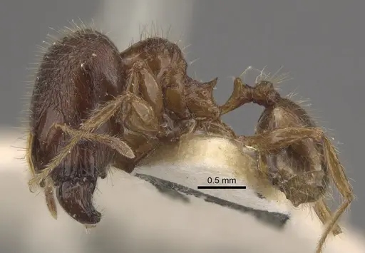 Pheidole upeneci - CASENT0917794