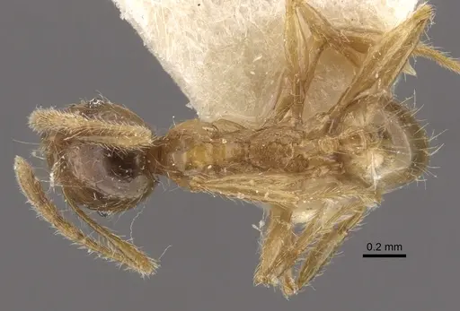 Pheidole upeneci - CASENT0917795