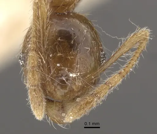 Pheidole upeneci - CASENT0917795