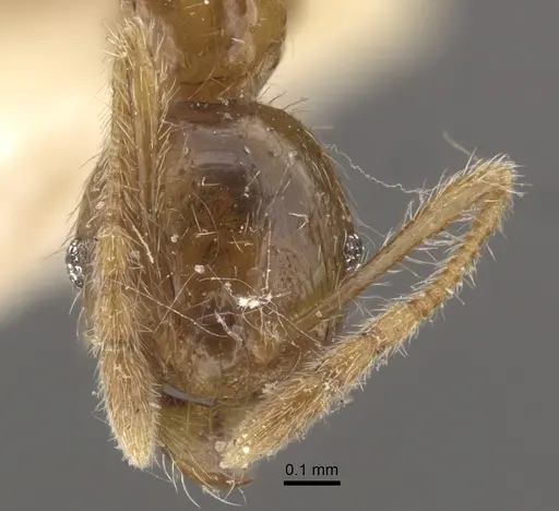 Pheidole upeneci - CASENT0917795