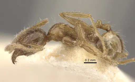 Pheidole upeneci - CASENT0917795