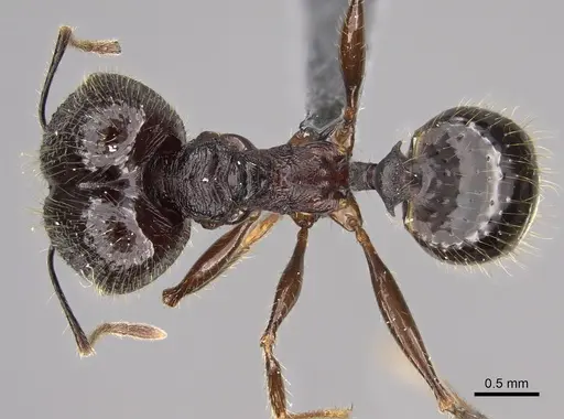 Pheidole uranus specimen