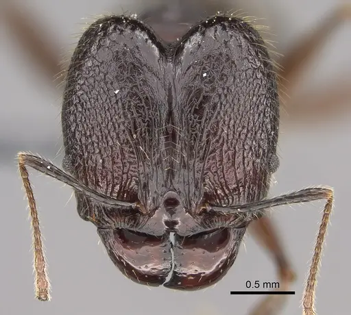 Pheidole uranus specimen