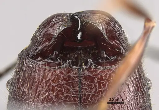 Pheidole uranus specimen