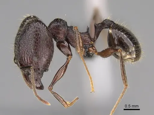 Pheidole uranus - CASENT0704257