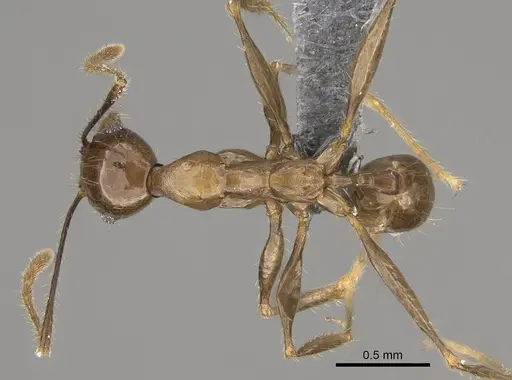 Pheidole uranus - CASENT0923260