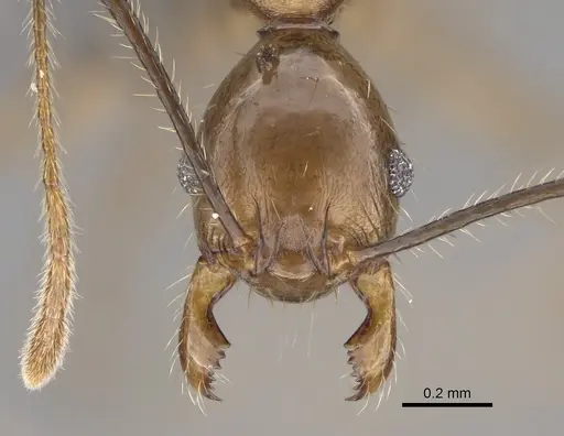 Pheidole uranus - CASENT0923260