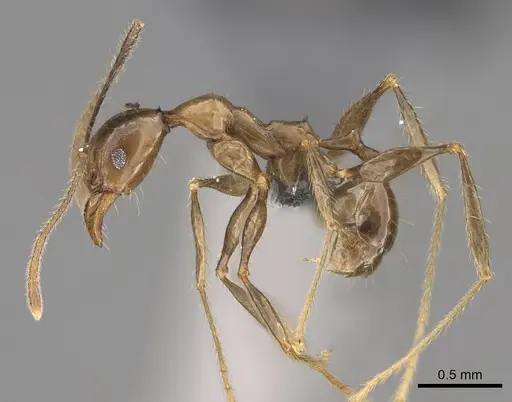 Pheidole uranus - CASENT0923260