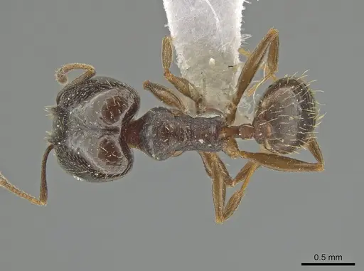 Pheidole urbana specimen