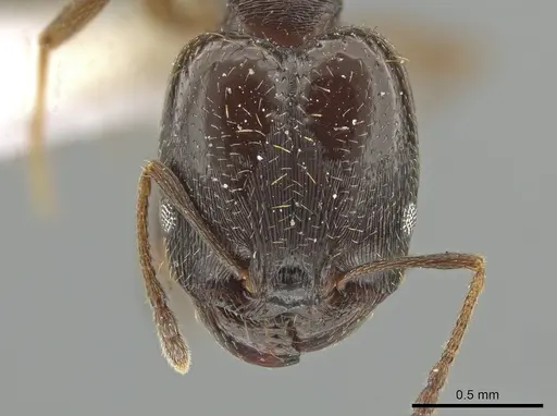 Pheidole urbana specimen