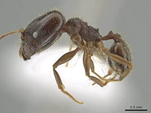 Pheidole urbana specimen