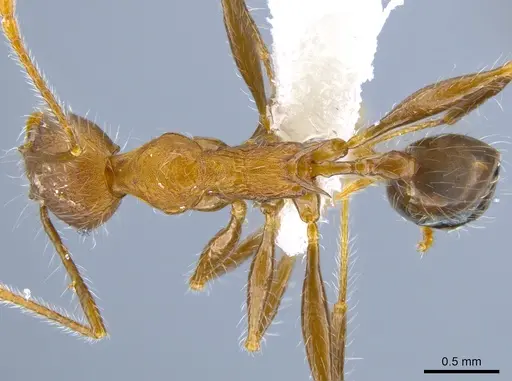 Pheidole ursus specimen