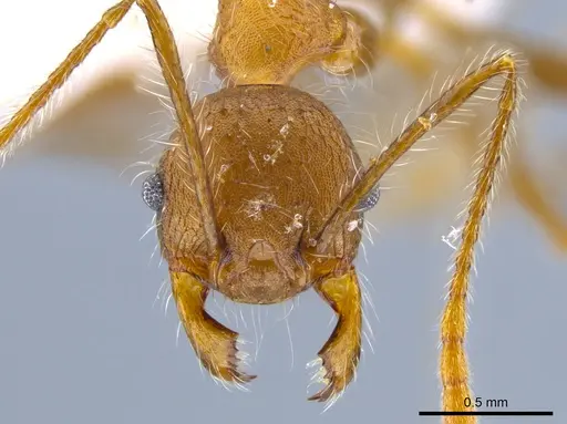 Pheidole ursus specimen
