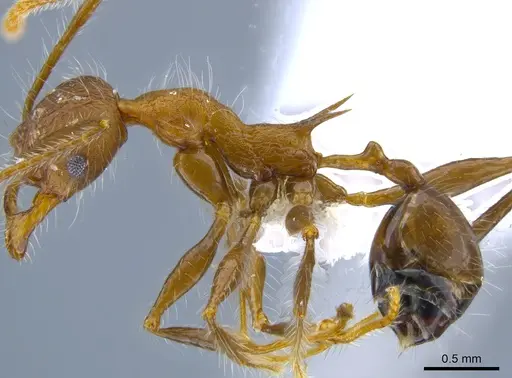 Pheidole ursus specimen
