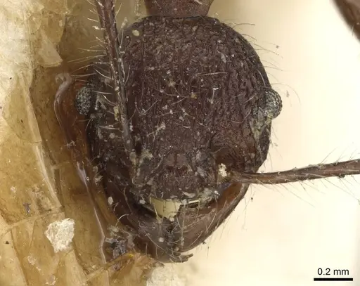 Pheidole ursus - CASENT0915431