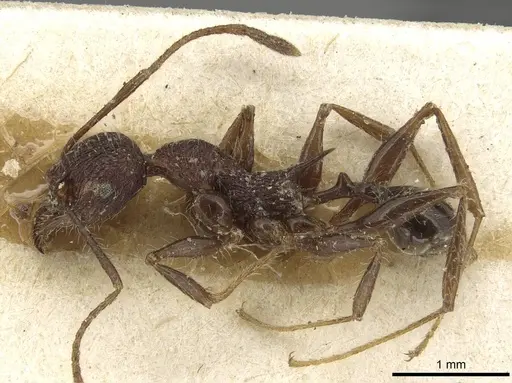 Pheidole ursus - CASENT0915431