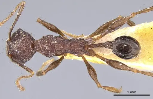 Pheidole ursus - CASENT0919788