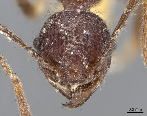 Pheidole ursus - CASENT0919788