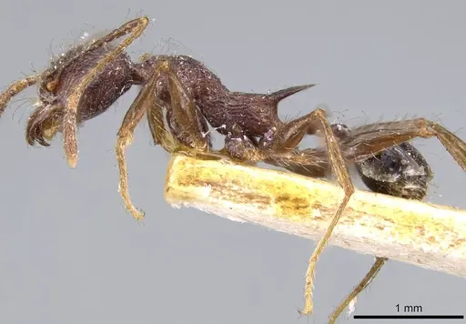 Pheidole ursus - CASENT0919788