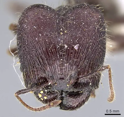 Pheidole ursus - CASENT0919789