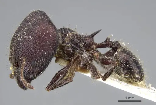 Pheidole ursus - CASENT0919789