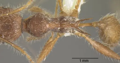 Pheidole ursus - INBIOCRI001280928