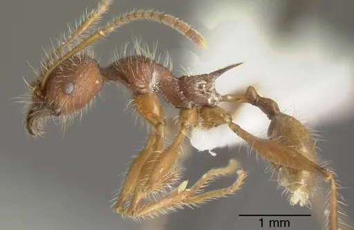 Pheidole ursus - INBIOCRI001280928