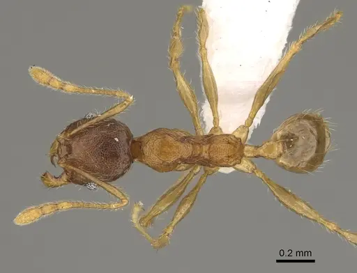 Pheidole vadum specimen