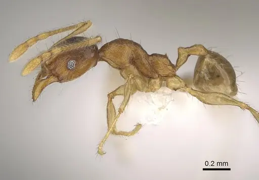Pheidole vadum specimen