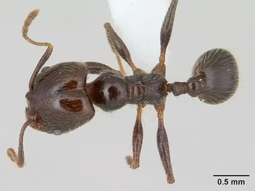 Pheidole vafra specimen