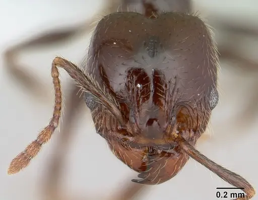 Pheidole vafra specimen