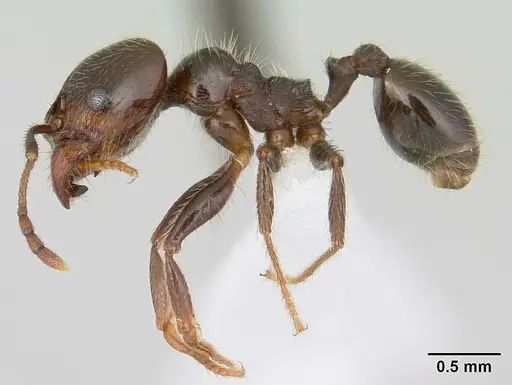 Pheidole vafra specimen