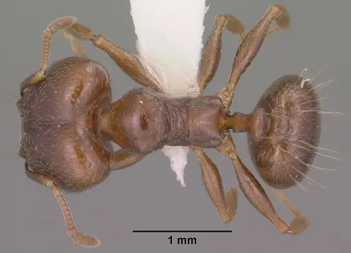 Pheidole vallicola specimen
