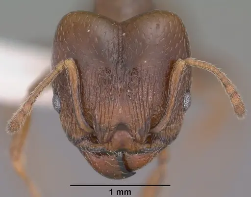 Pheidole vallicola specimen
