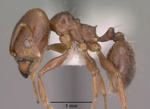 Pheidole vallicola specimen