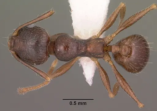 Pheidole vallicola - CASENT0104456