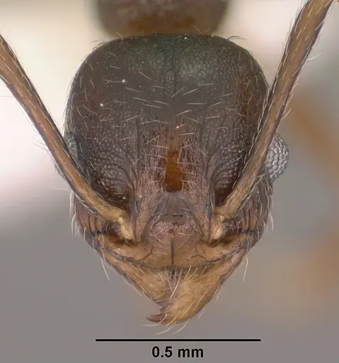 Pheidole vallicola - CASENT0104456