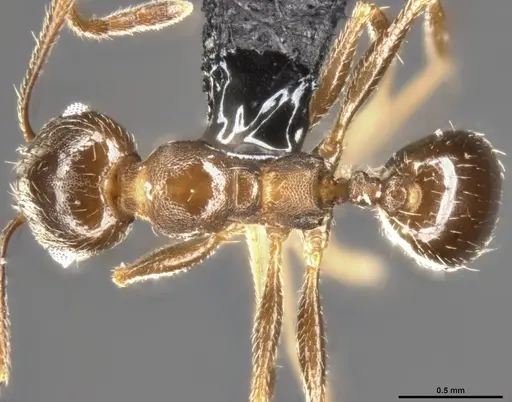 Pheidole vallicola - CASENT0282703